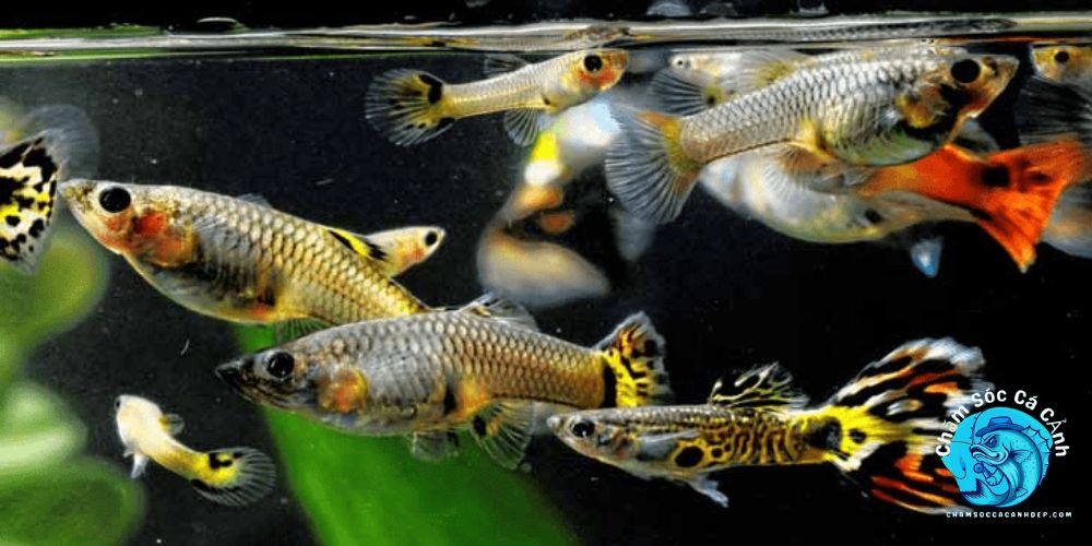 Chế Độ Chăm Sóc Và Cho Ăn Cá Bảy Màu