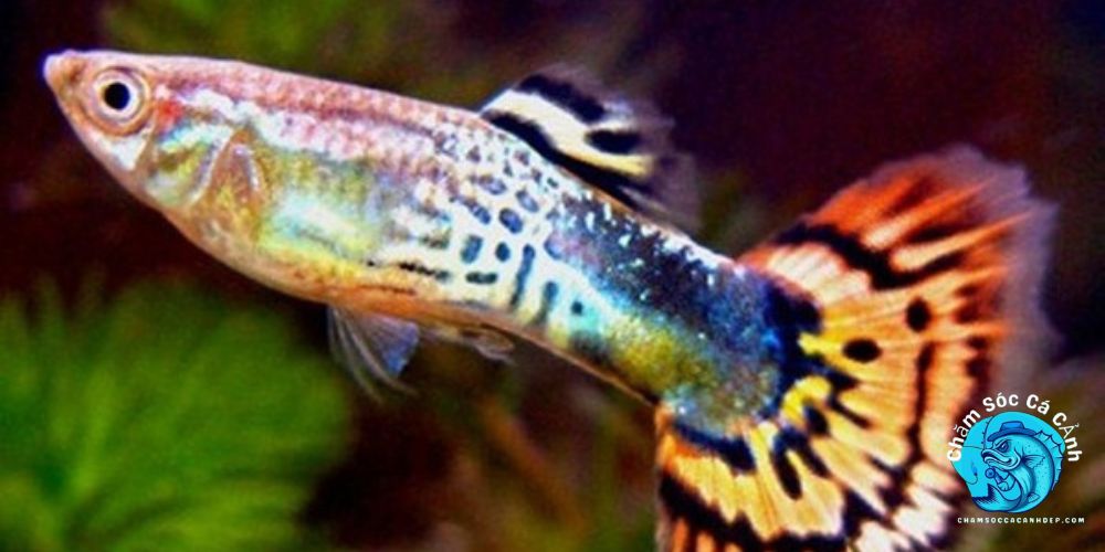 Giới Thiệu Về Cá Bảy Màu