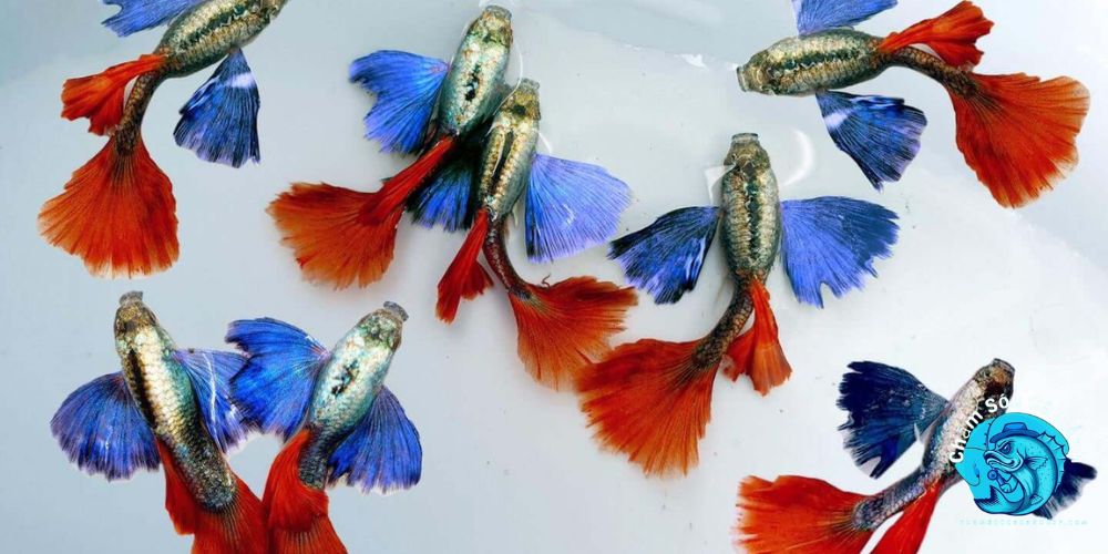 Lựa Chọn Giống Cá Bảy Màu