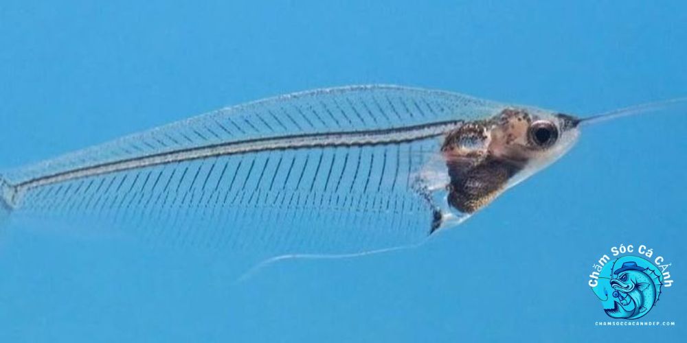 Cá Thủy Tinh Là Cá Gì?