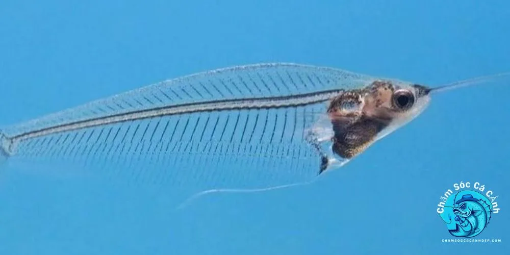 Cá Thủy Tinh Là Cá Gì?