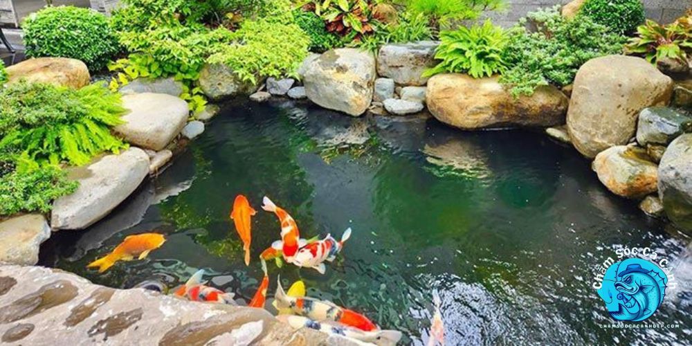 Các Lưu Ý Quan Trọng Trong Cách Nuôi Cá Koi