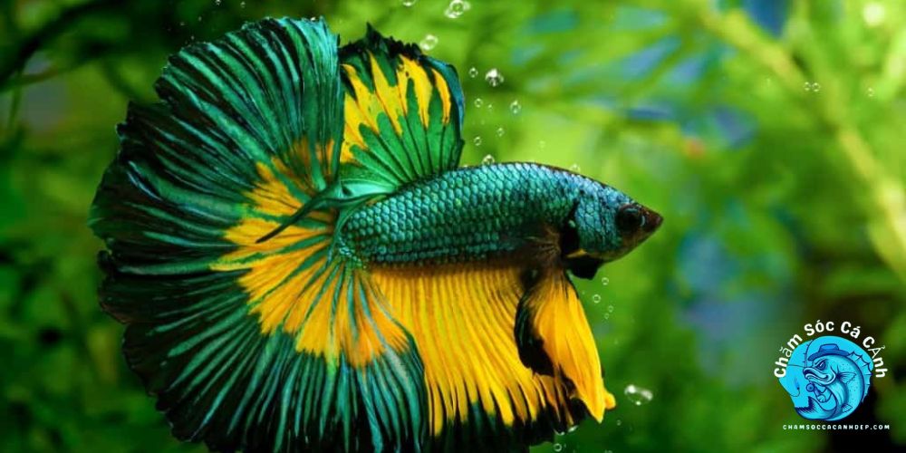 Cá Betta: Bí Quyết Nuôi Và Chăm Sóc Để Cá Luôn Khỏe Mạnh Cách Lựa Chọn Giống Cá Betta