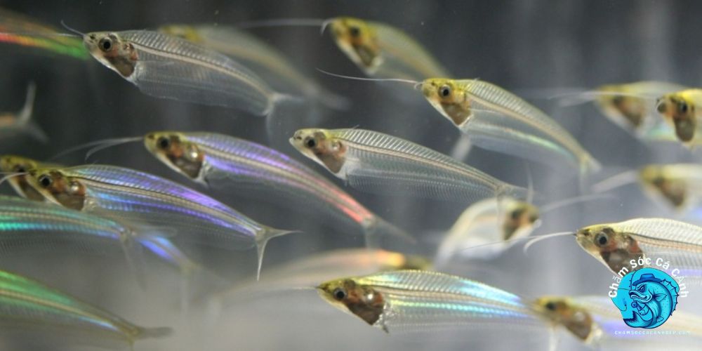 Cách Nuôi Cá Thủy Tinh Hiệu Quả