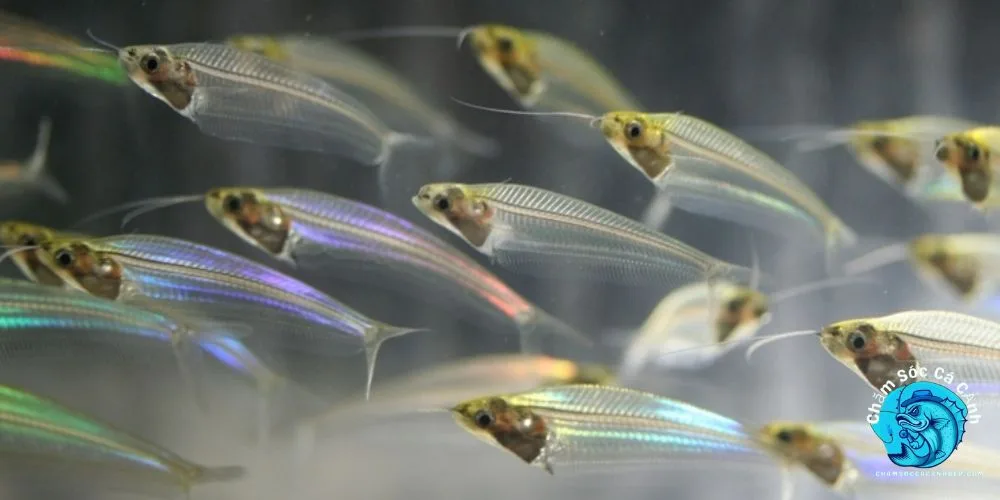 Cách Nuôi Cá Thủy Tinh Hiệu Quả