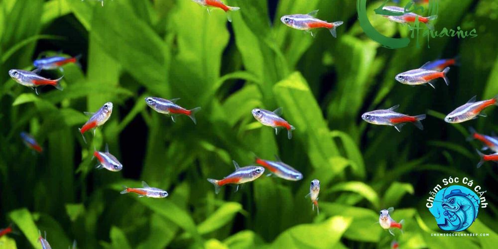 Chuẩn Bị Hồ Nuôi Cá Neon Đúng Cách