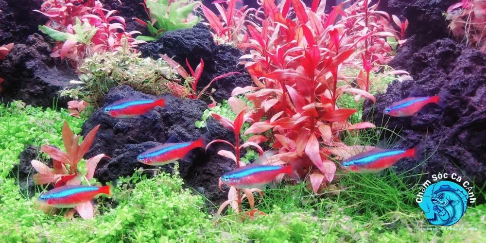 Tạo Môi Trường Sống Lý Tưởng Cho Cá Neon