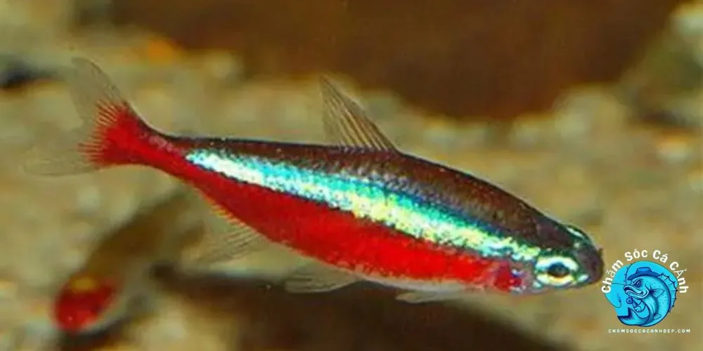 Những Vấn Đề Thường Gặp Khi Nuôi Cá Neon