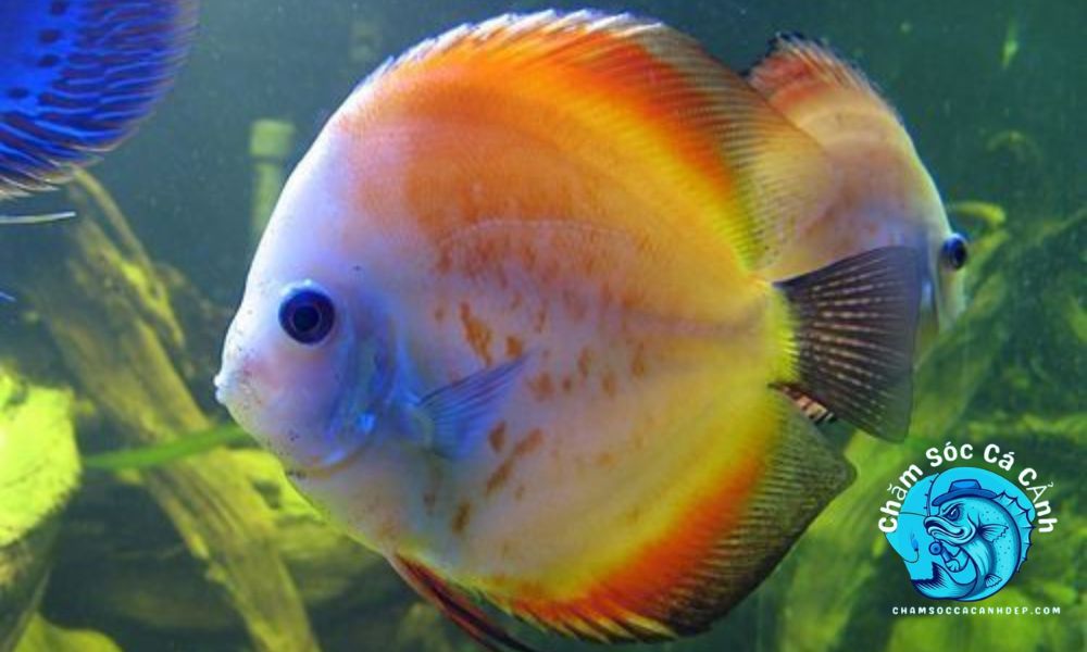 Đặc Điểm Nổi Bật Của Cá Đĩa