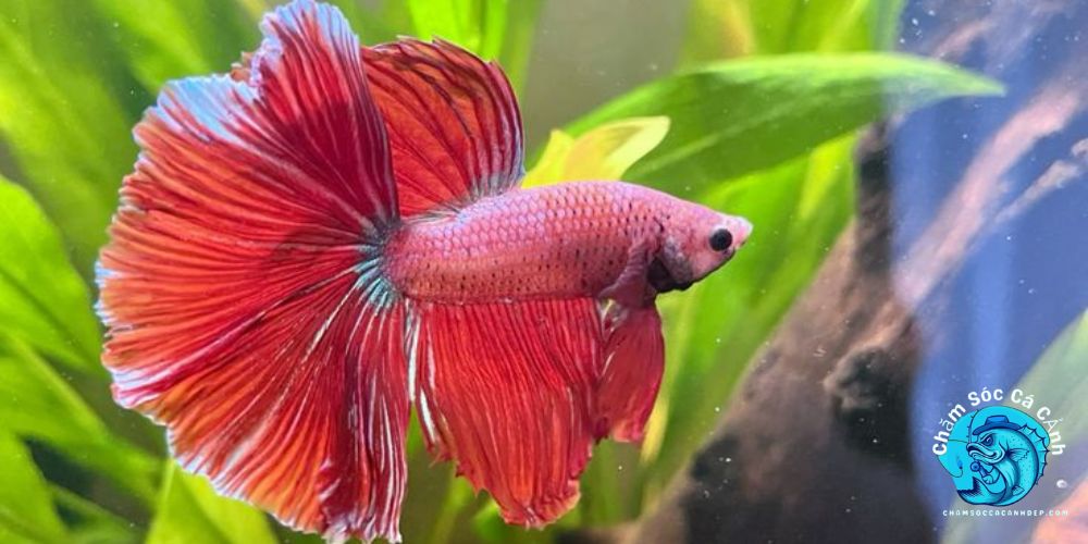 Cá Betta: Bí Quyết Nuôi Và Chăm Sóc Để Cá Luôn Khỏe Mạnh Giới Thiệu Về Cá Betta