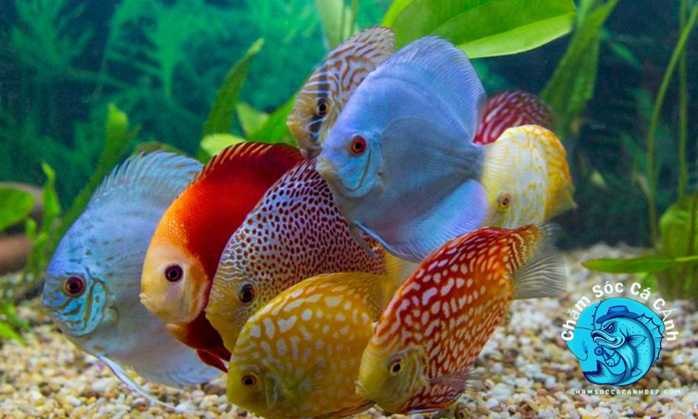 Lợi Ích Khi Nuôi Cá Đĩa