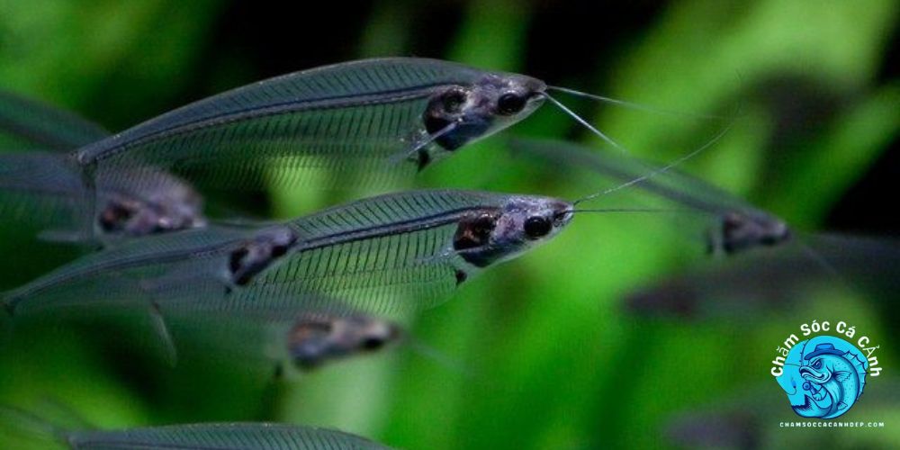 Lợi Ích Khi Nuôi Cá Thủy Tinh