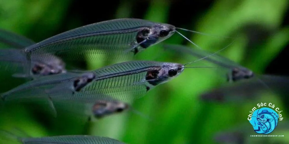 Lợi Ích Khi Nuôi Cá Thủy Tinh