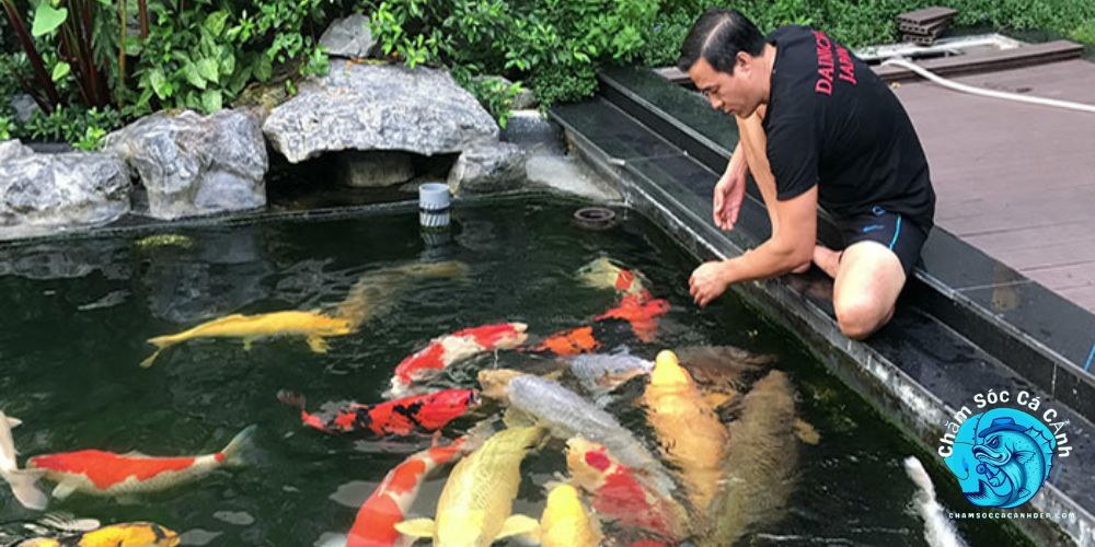 Điều Kiện Hồ Nuôi Cá Koi
