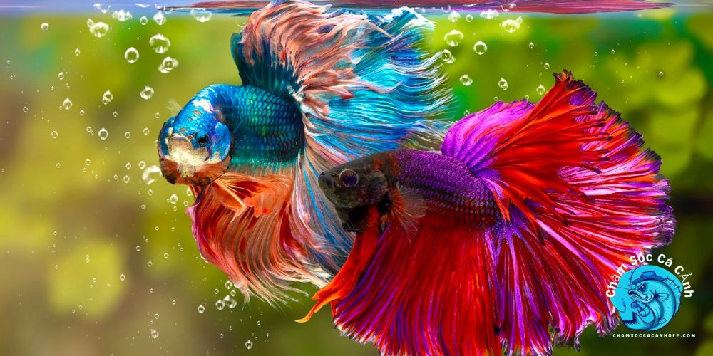 Cá Betta: Bí Quyết Nuôi Và Chăm Sóc Để Cá Luôn Khỏe Mạnh Môi Trường Sống Thích Hợp Và Lý Tưởng Cho Cá Betta