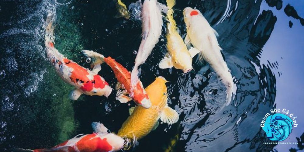 Chế Độ Dinh Dưỡng Trong Cách Nuôi Cá Koi