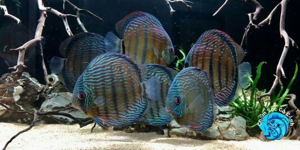 Hướng Dẫn Nuôi Cá Đĩa