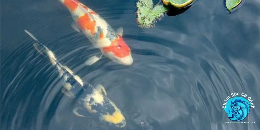 Các Loại Cá Koi Phổ Biến