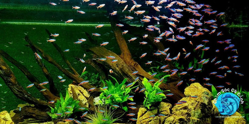 Các Loại Cá Neon Phổ Biến