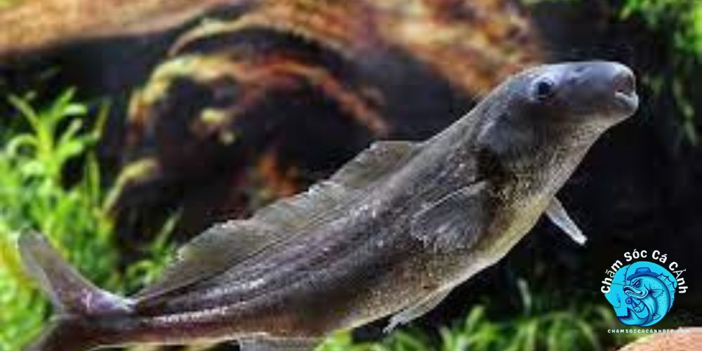 Cách Bảo Tồn Cá Heo Nước Ngọt