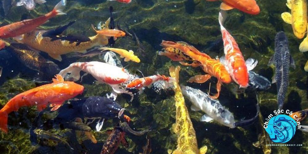 Cách Chăm Sóc Cá Koi Hiệu Quả