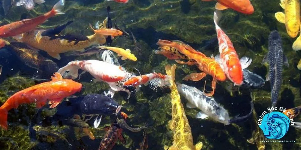 Cách Chăm Sóc Cá Koi Hiệu Quả