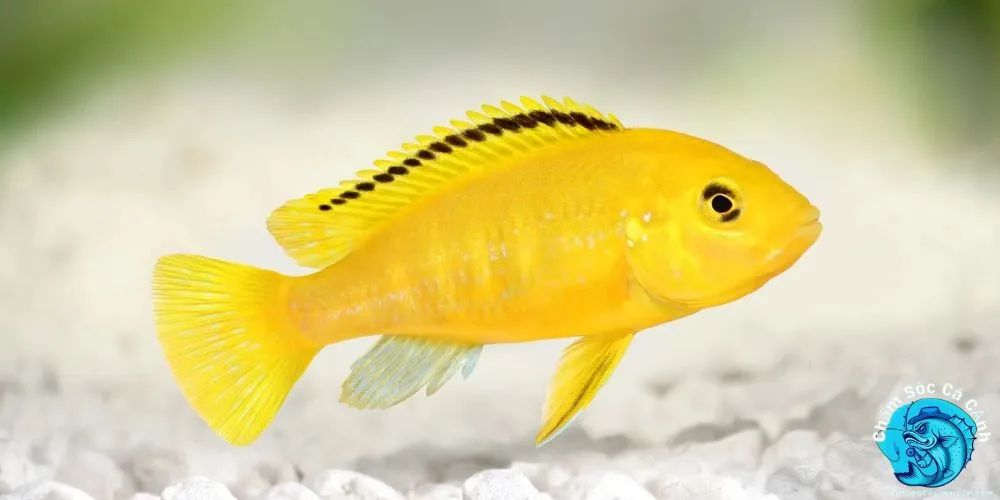 Cách Nuôi Cá Ali Hiệu Quả