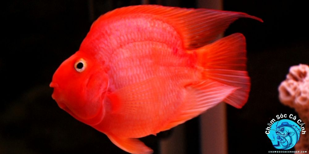 Cách Nuôi Cá Hồng Két Đúng Cách