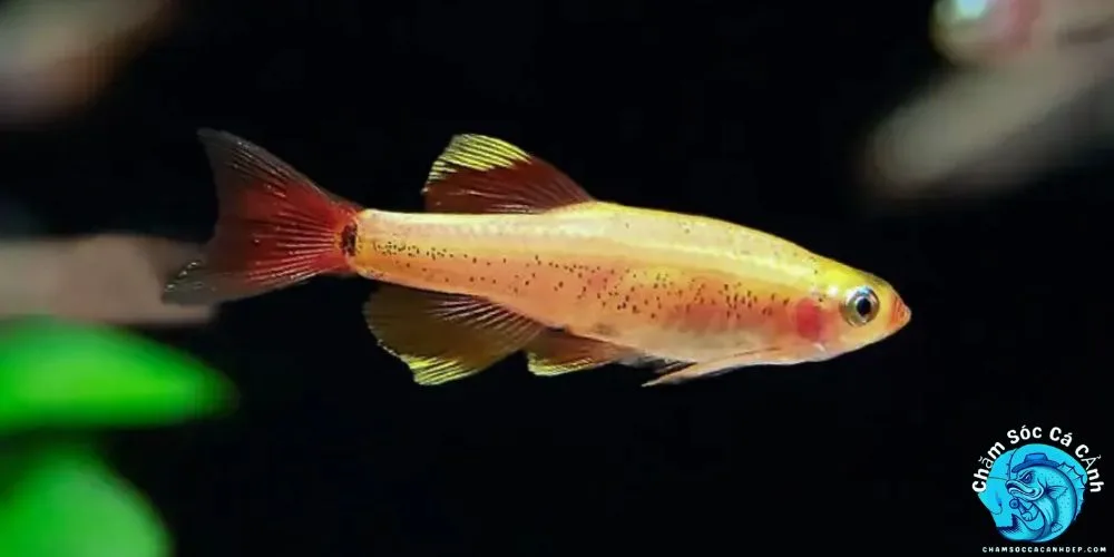 Các Lợi Ích Khi Nuôi Cá 