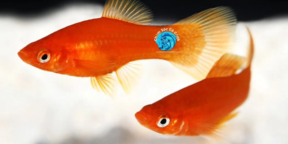 Lợi Ích Khi Nuôi