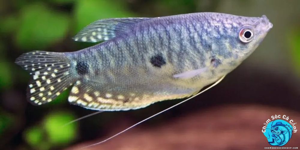 Những Lưu Ý Khi Nuôi Cá Sặc Gấm
