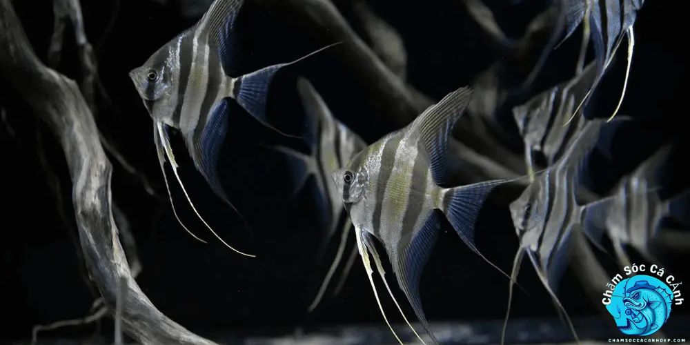 Lợi Ích Khi Nuôi