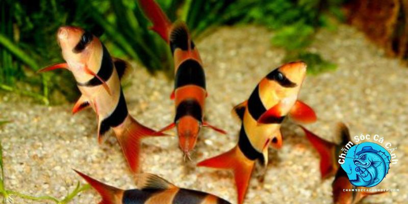 Chế Độ Chăm Sóc Và Cho Ăn Cá Chuột Mỹ