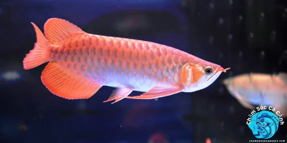 Đặc Điểm Nổi Bật Của Cá Rồng