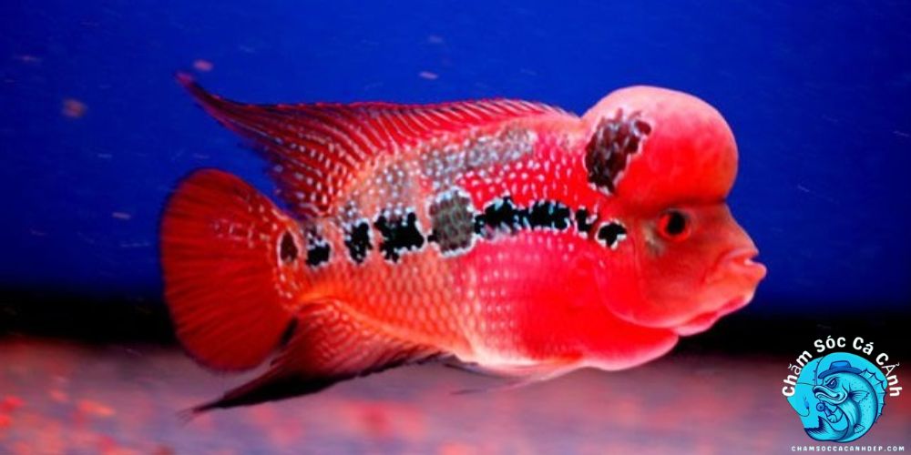 Đặc Điểm Nổi Bật 