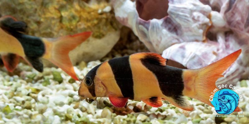 Đặc Điểm Nổi Bật Của Cá Chuột Mỹ