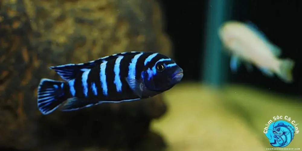 Giới Thiệu Cá Ali