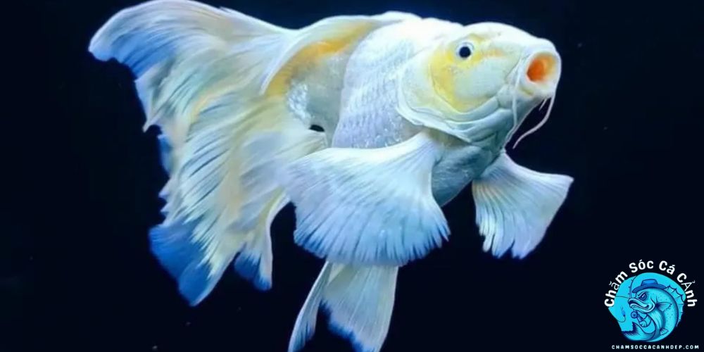 Giới Thiệu Cá Chép Sư Tử