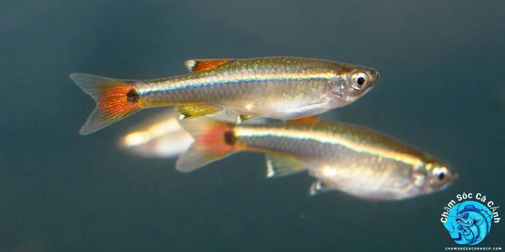 Nguồn Gốc Và Đặc Điểm Sinh Học