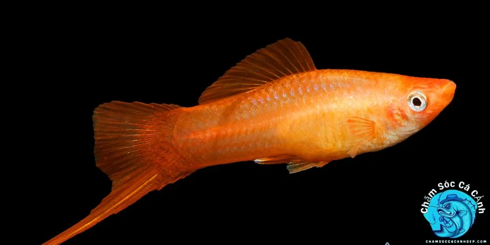 Đặc Điểm Nổi Bật Của Cá Mún