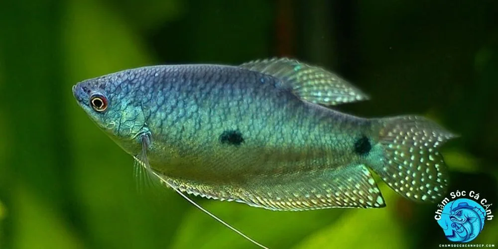 Đặc Điểm Nổi Bật Của Cá