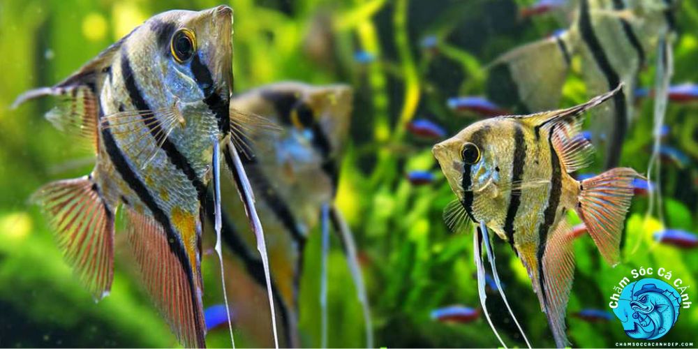 Đặc Điểm Nổi Bật Của Cá 