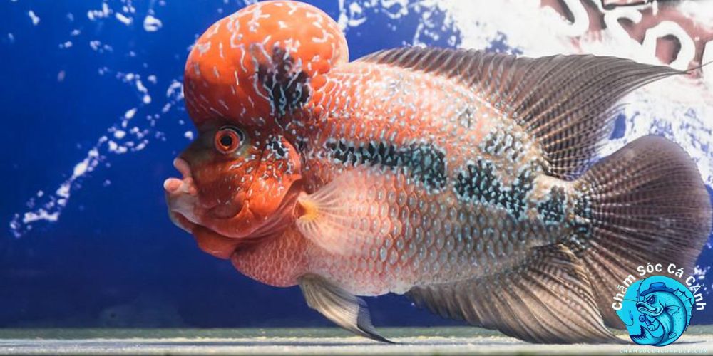 Hướng Dẫn Chăm Sóc Cá La Hán