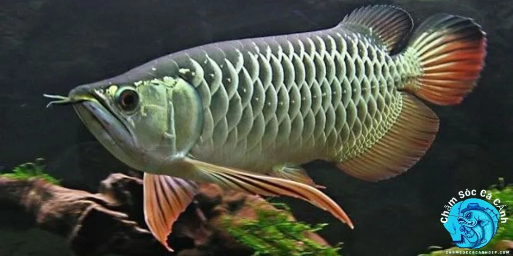 Hướng Dẫn Chăm Sóc Cá Rồng