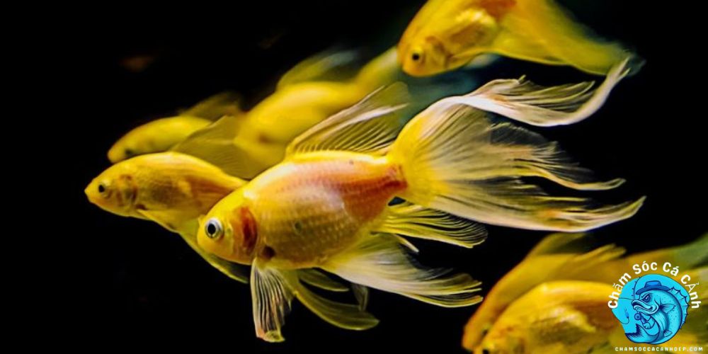 Kỹ Thuật Chăm Sóc Cá