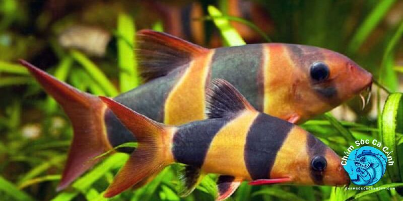 Lợi Ích Khi Nuôi Cá Chuột Mỹ Trong Bể Thủy Sinh
