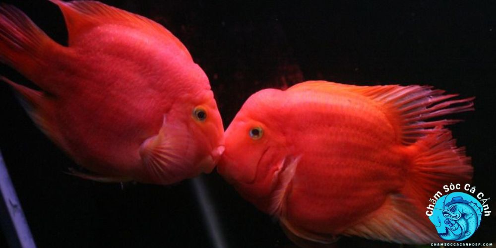 Lợi Ích Khi Nuôi Cá Hồng Két