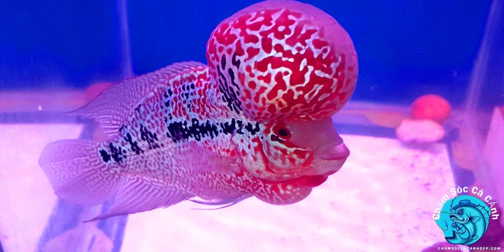 Lợi Ích Khi Nuôi Cá La Hán