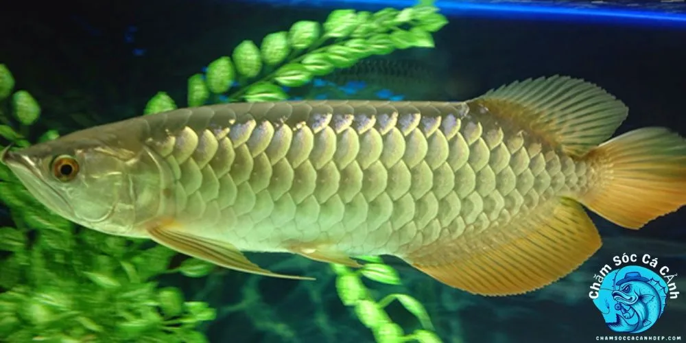 Lợi Ích Khi Nuôi Cá Rồng