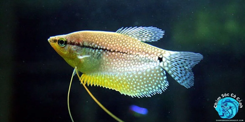 Lợi Ích Khi Nuôi Cá